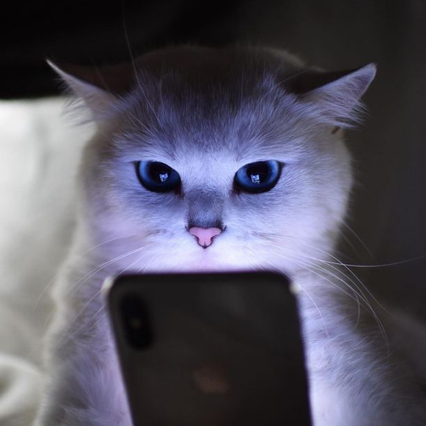 gatinho com celular nas patas